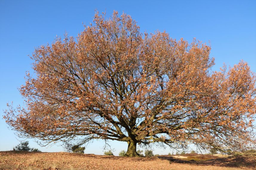 Aekingerzand, Appelscha