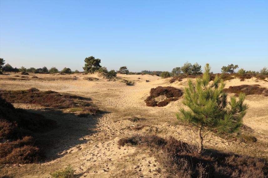 Aekingerzand, Appelscha