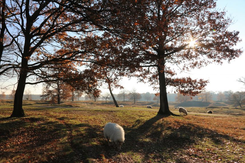 Aekingerzand, Appelscha