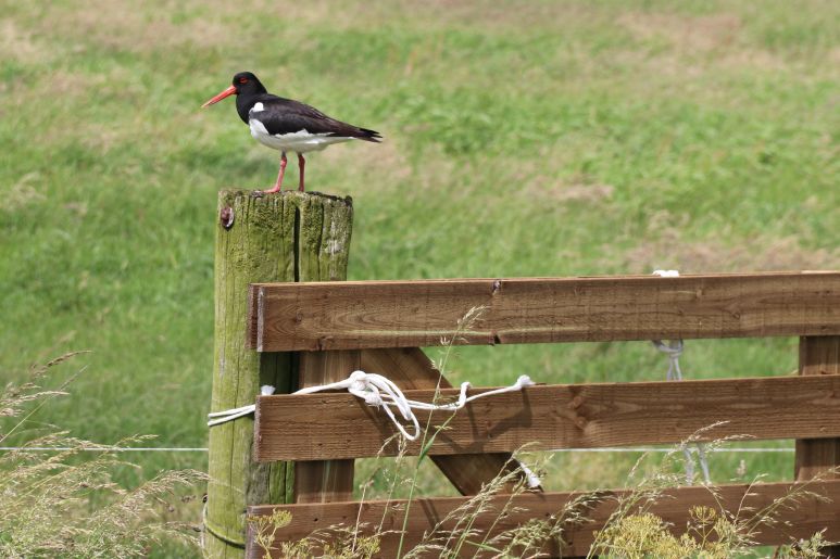 Scholekster op paal bij Dronryp