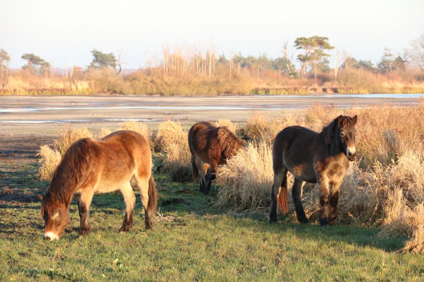 Fochteloer Veen, Fochteloo