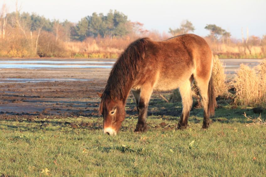 Fochteloer Veen, Fochteloo