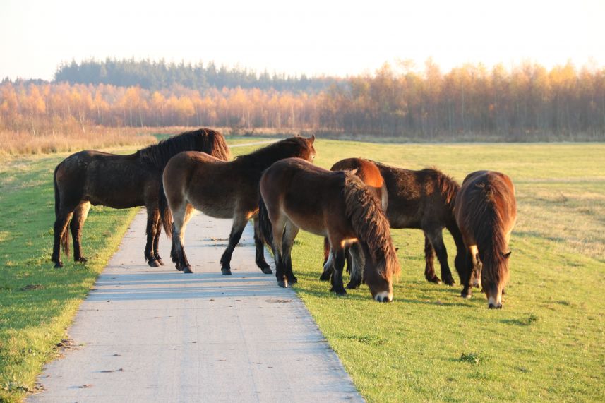 Fochteloer Veen, Fochteloo