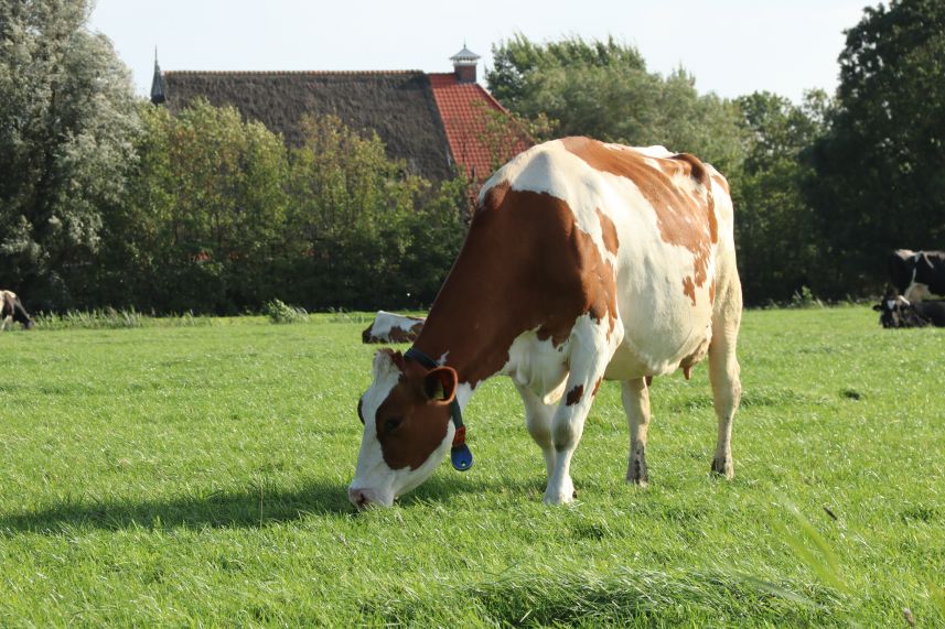 Koe in de wei bij Ideard