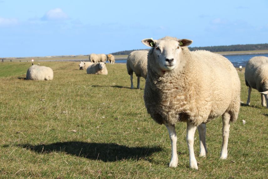 Schapen op waddendijk, Ameland