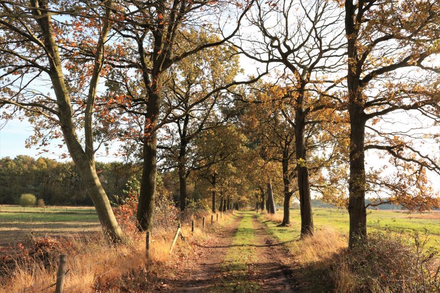 Dellebuurster Heide, Oldeberkoop