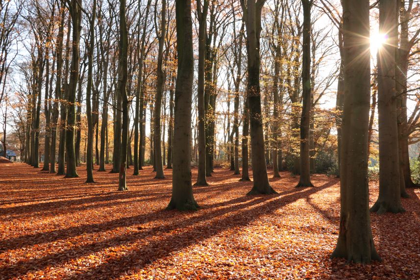 Beukenbos bij Beetsterzwaag