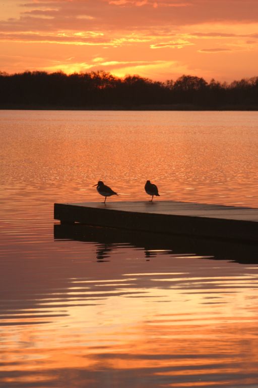 watersnippen op steiger bij ondergaande zon