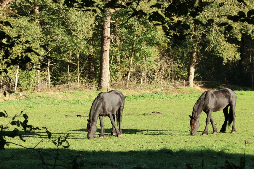 Landgoed Kippenburg, Oudemirdum