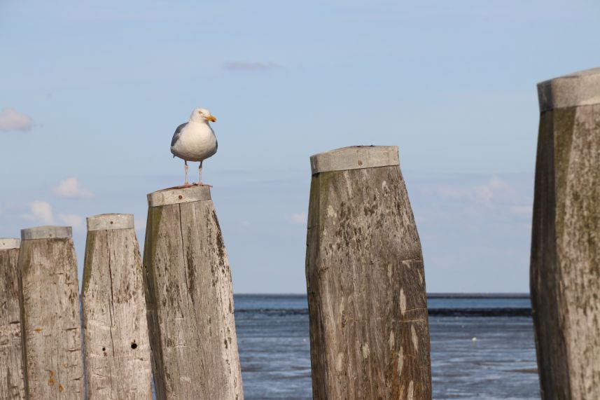Haven Schiermonnikoog