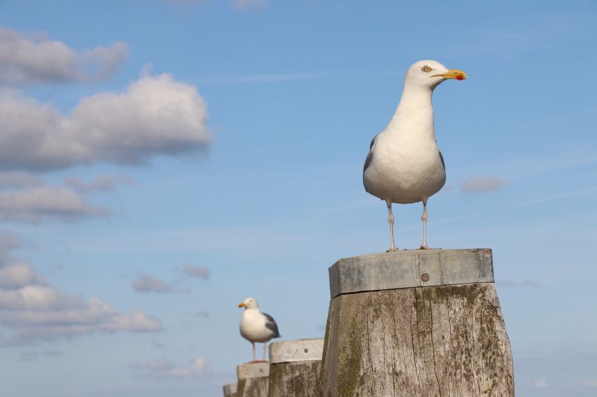 Haven Schiermonnikoog