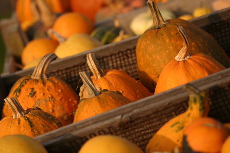 Kalebassen bij Haskerhorne