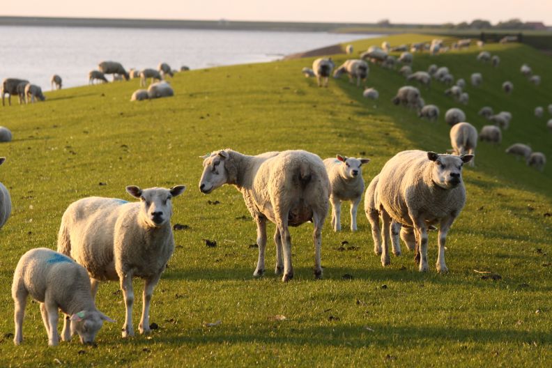 Schapen op IJsselmeerdijk bij Makkum