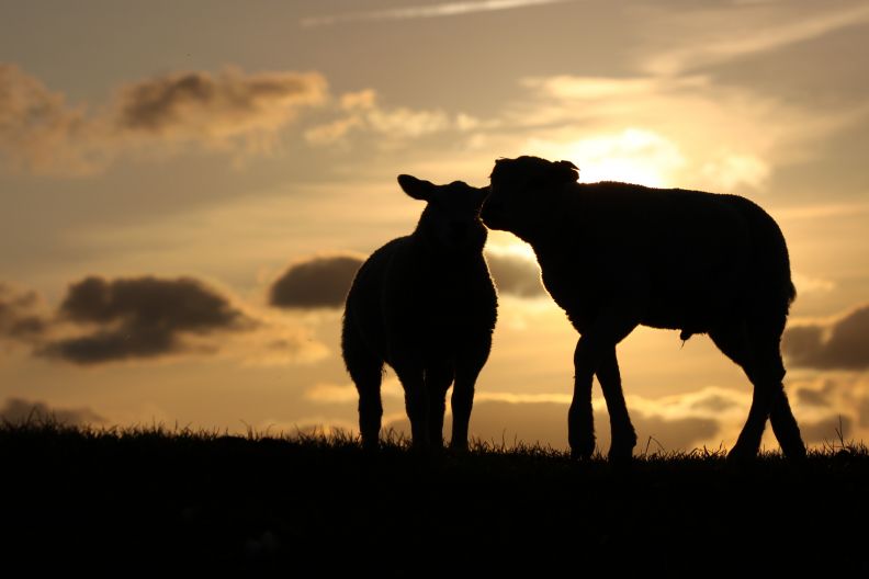 lammetjes op de IJsselmeerdijk bij Makkum