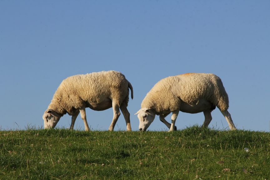 schapen op de dijk bij Makkum