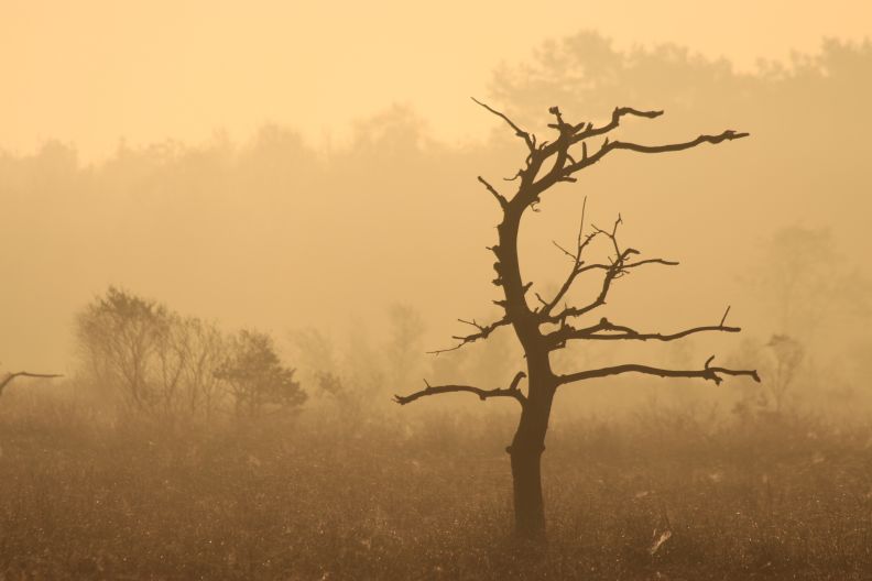 Ochtendnevel Dellebuusterheide