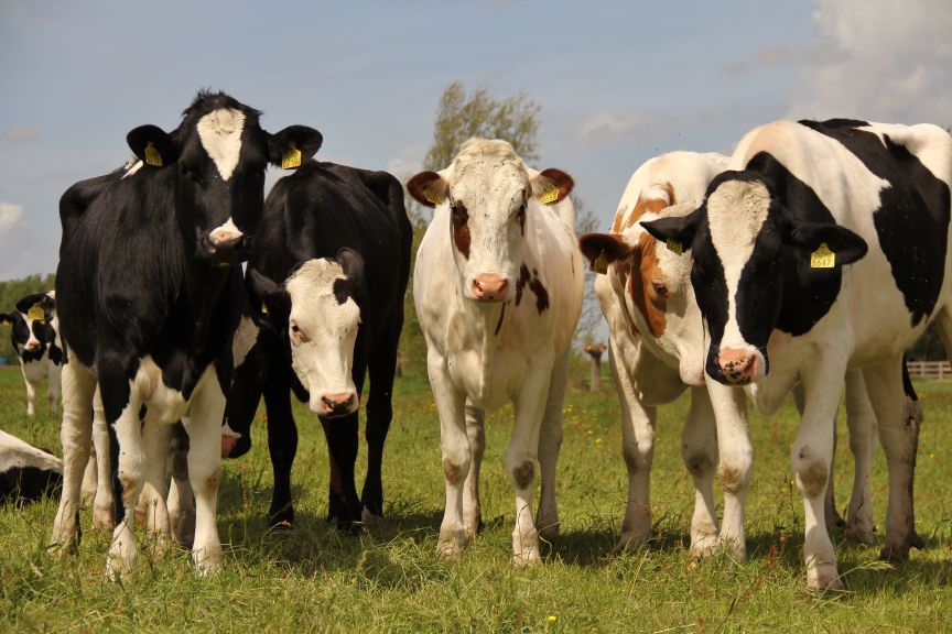 koeien in de wei bij Oosthem