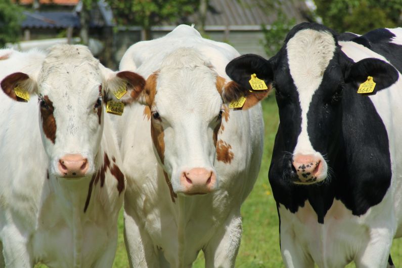 drie koeien bij Oosthem