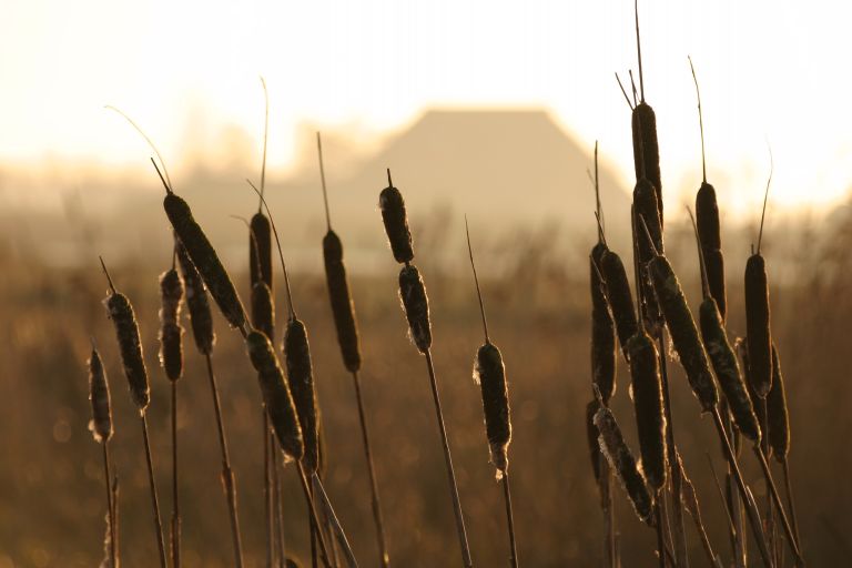 Easterskar bij Rotstergaast