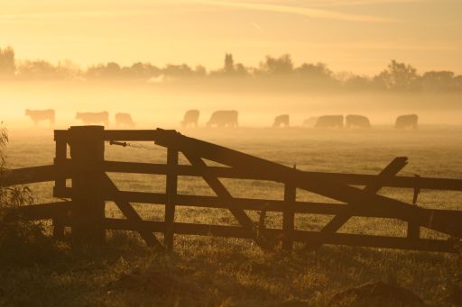 Ochtendnevel bij Scharsterbrug